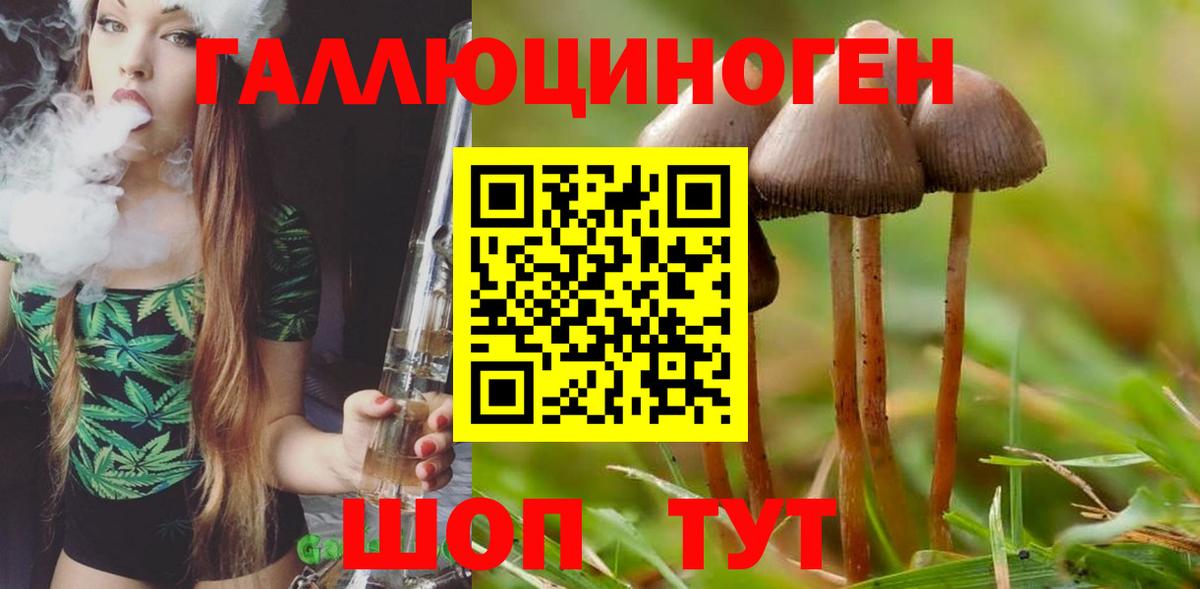 Галлюциногенные грибы Psilocybine cubensis Беслан